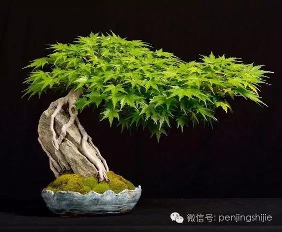 大师级老桩盆景欣赏,精美绝伦的老桩盆景