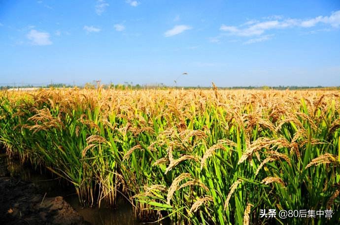 蟹稻共生米和普通大米的区别,蟹稻香大米