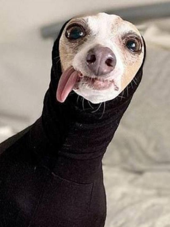 生活在宠物天堂的动物,在天堂的猫狗