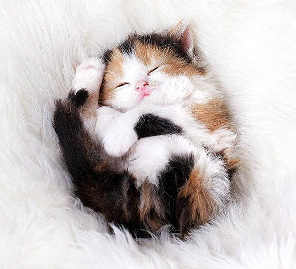 猫咪也比较懒,猫咪为什么白天睡觉晚哼唧
