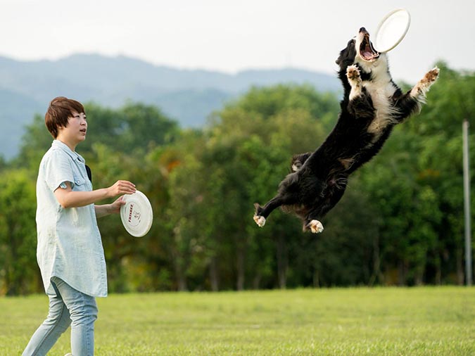 带狗狗做伸展运动,带着狗狗做运动