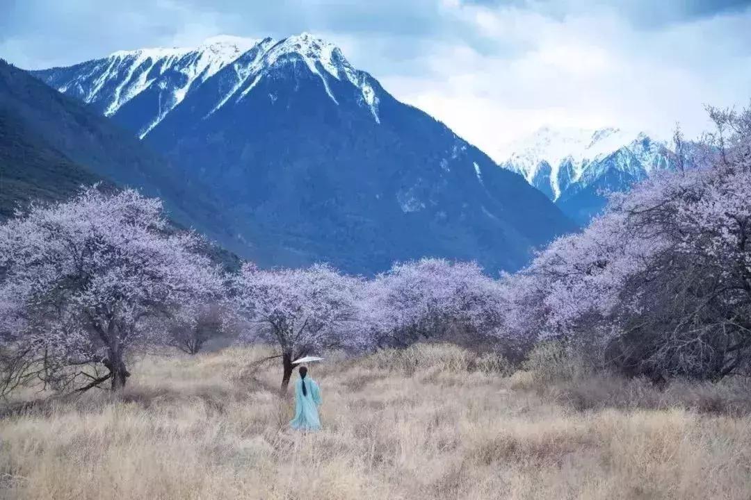 娶妻当娶李子柒小说作品列表,娶妻当娶李子柒前一句是啥