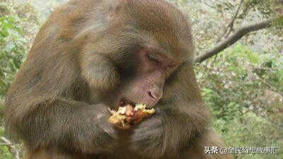 民间故事好心救了孕妇,上山为母猴接生的小故事