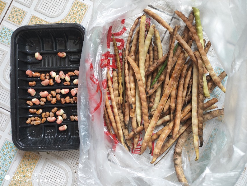 二伏三伏天的豇豆最鲜美，摘一把就能熬锅好粥，两碗不够还想喝吆