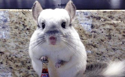 宠物龙猫饲养常识,新手龙猫饲养指南