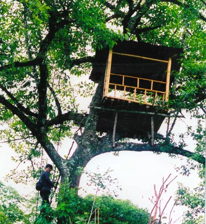 冬日浪漫初体验开启樱花谷神秘之旅
