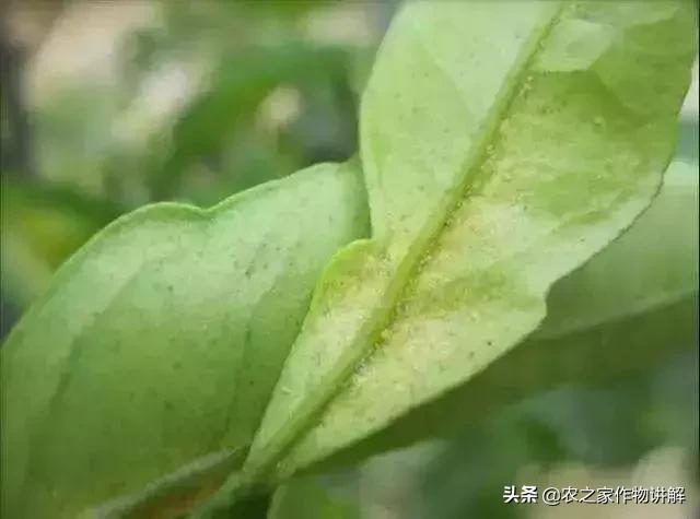 对红蜘蛛成虫效果好的药,冬季低温杀红蜘蛛和卵特效药