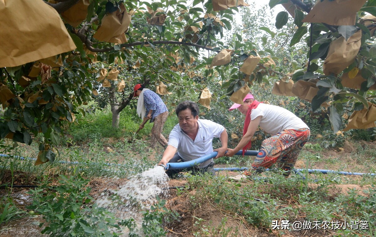 腐植酸氨基酸鱼蛋白肥料哪个更好,有机质肥料腐植酸海藻酸成分高吗