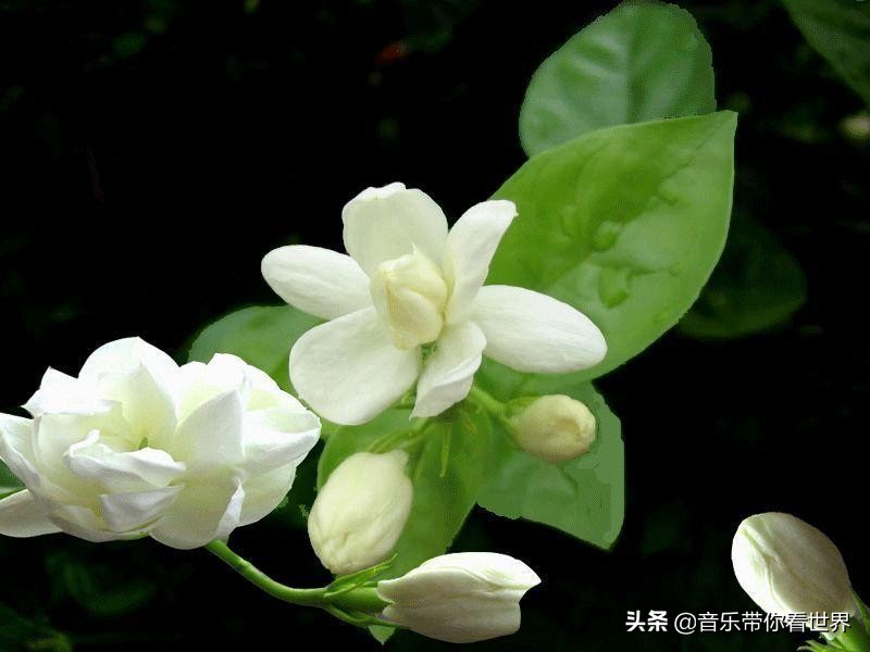 中国各城市市花图片简介,各个城市的市花有哪些