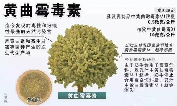 猫粮中哪些成分有害,有这几种成分的猫粮千万别喂
