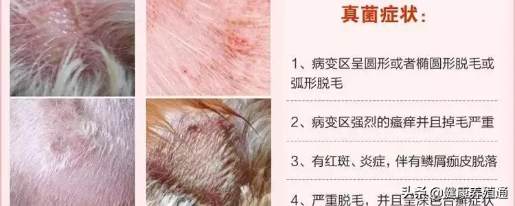 治疗犬皮肤病的土办法,宠物犬疾病的预防与治疗论文