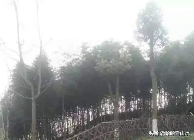 希尔寨，花的世界，花的海洋