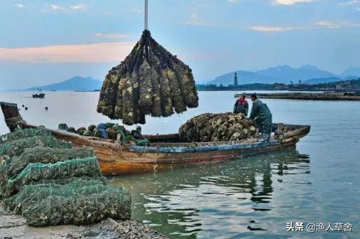 威海乳山牡蛎生蚝,乳山生蚝鲜活大牡蛎