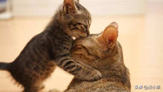 被领养的白猫后续,领养了只5个月大的猫咪