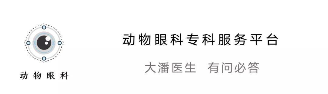 猫咪眼睛化脓怎么回事,猫咪角膜穿孔没钱做手术咋办