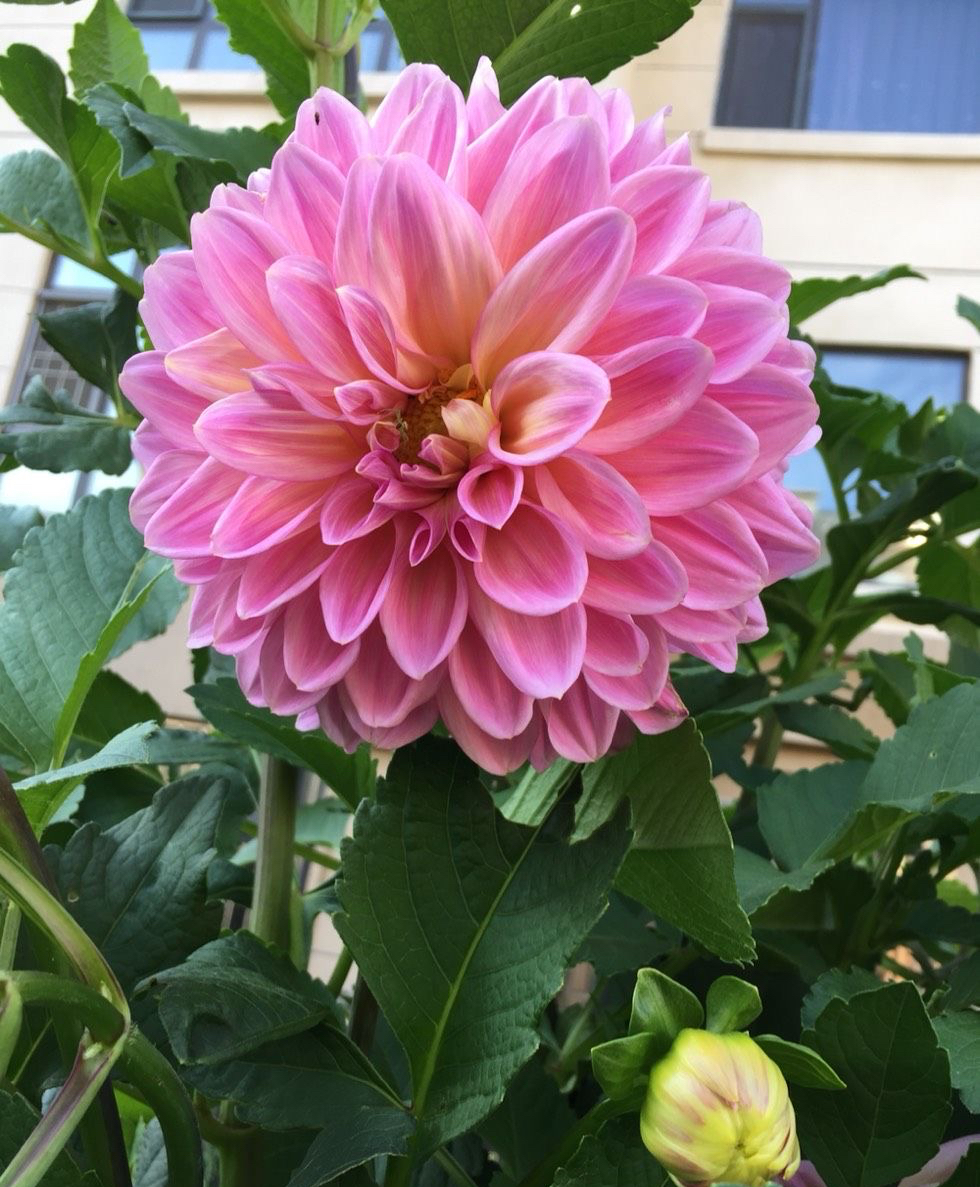 大丽花盆栽的正确方法,大丽花盆栽怎么养护