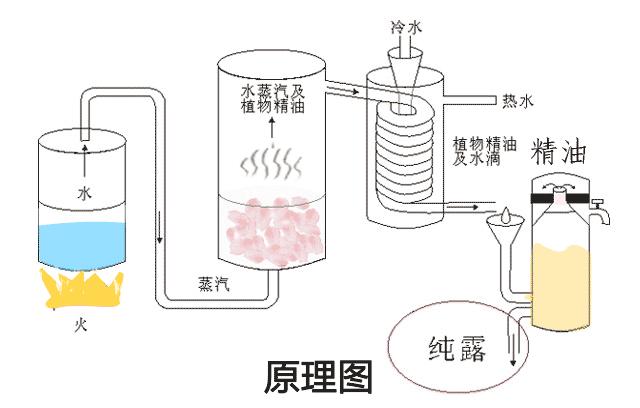 精油的基础知识大全,精油的护肤知识