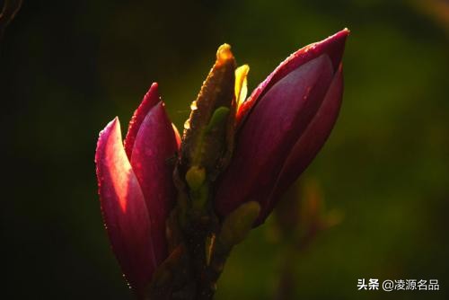 冰清玉洁兰花,冰清玉洁兰花品种