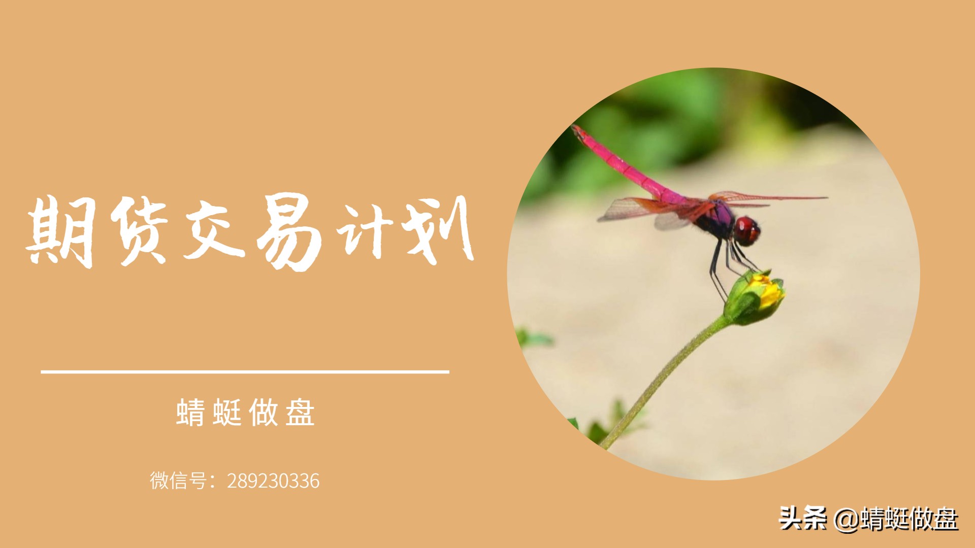 蜻蜓点金怎么做期货,蜻蜓盘教程