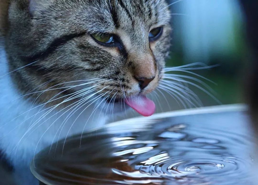 猫咪中暑四大症状预防中暑小妙招,夏天热怎么防止猫咪中暑