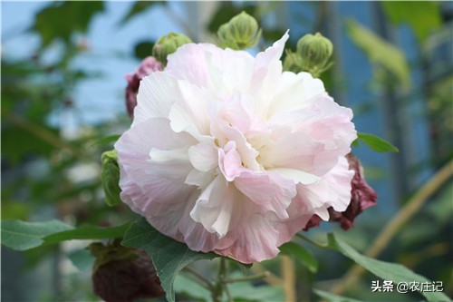 芙蓉花要怎么养,水芙蓉花变色的原因