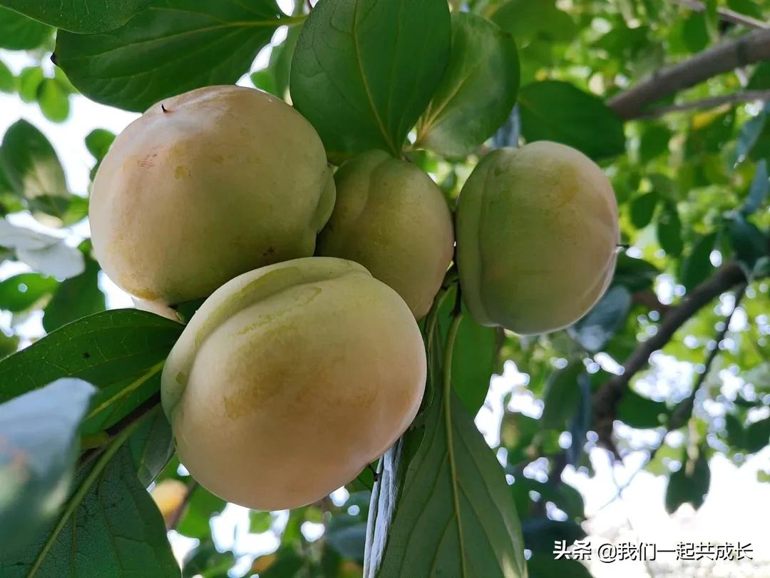 寻一抹秋色，遇一片美好：济南市启明星幼儿园的秋之美