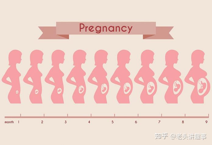 1-40周胎儿发育视频3d,胎儿1-40周发育全过程图解
