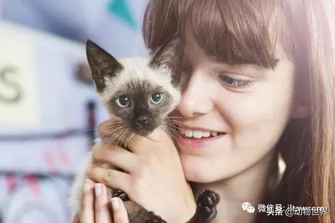 东方的“月亮钻石”-暹罗猫