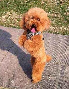 养泰迪犬的5个注意事项你知道吗,第一次养泰迪需要注意些什么