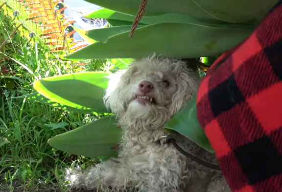 贵宾犬挑衅被咬死,贵宾犬被大狗咬伤