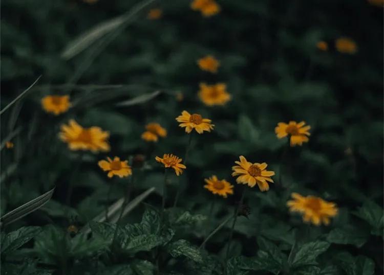 借韩国纪录片《遇见你》聊聊死亡：正因有生死的限制，才更懂珍惜