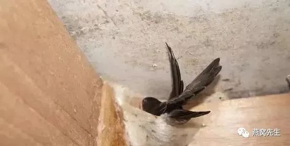 怎么判断干燕窝是否发霉,怎么辨别燕窝是否已经发霉