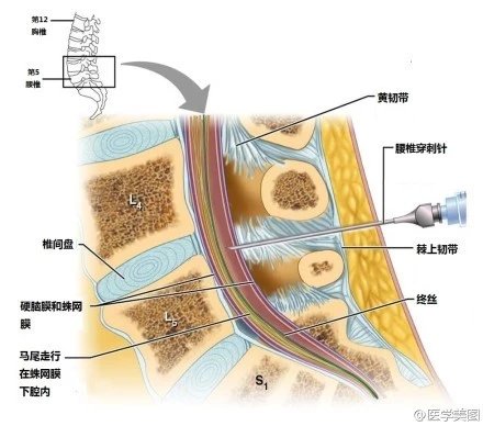人体神经系统完整解剖图,超全神经系统解剖图近乎完美