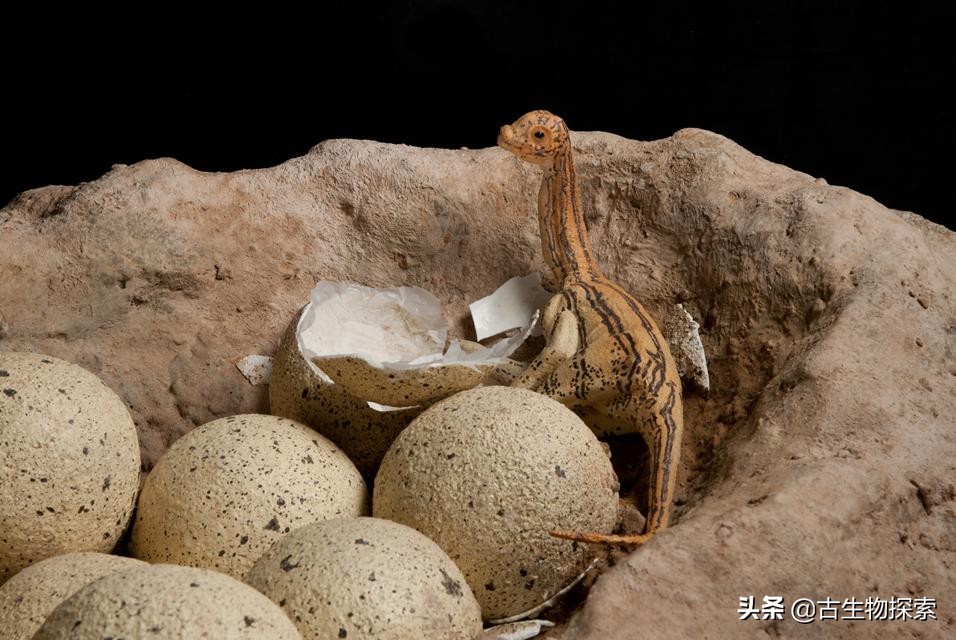 巴塔哥泰坦龙完整化石,巴塔哥泰坦龙进化史