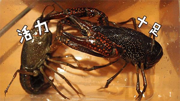 宜春潜江小龙虾,宜春潜江龙虾