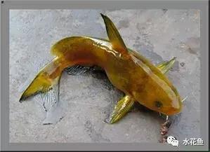 鱼类寄生虫病防治,新型鱼瘟怎么预防