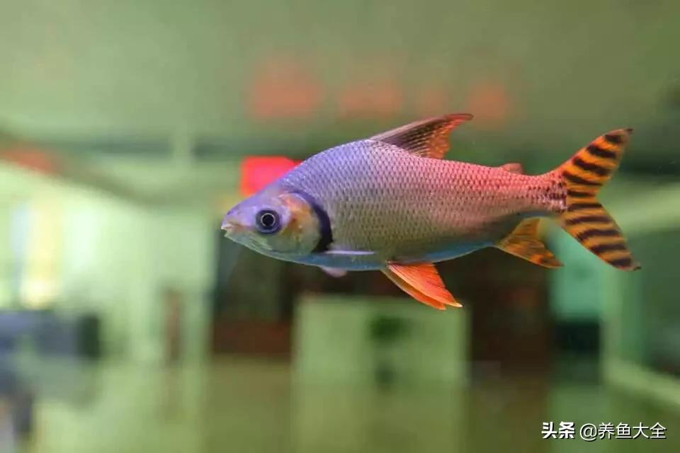 龙鱼混养要怎么样才不打架,龙鱼混养一般几条龙不容易打架