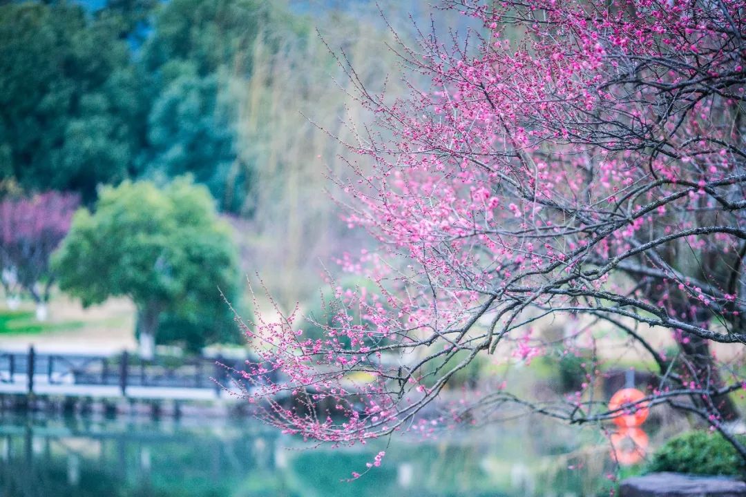 江南三大梅园,杭州江南三大梅花
