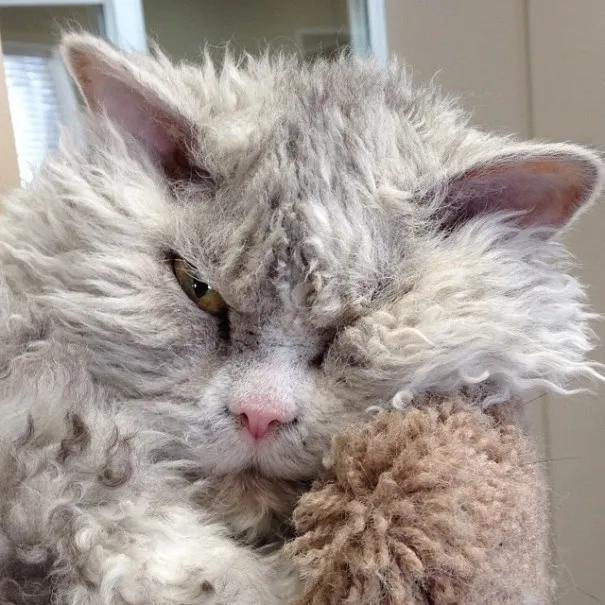 养一只很凶的小流浪猫,养一只性格差的猫