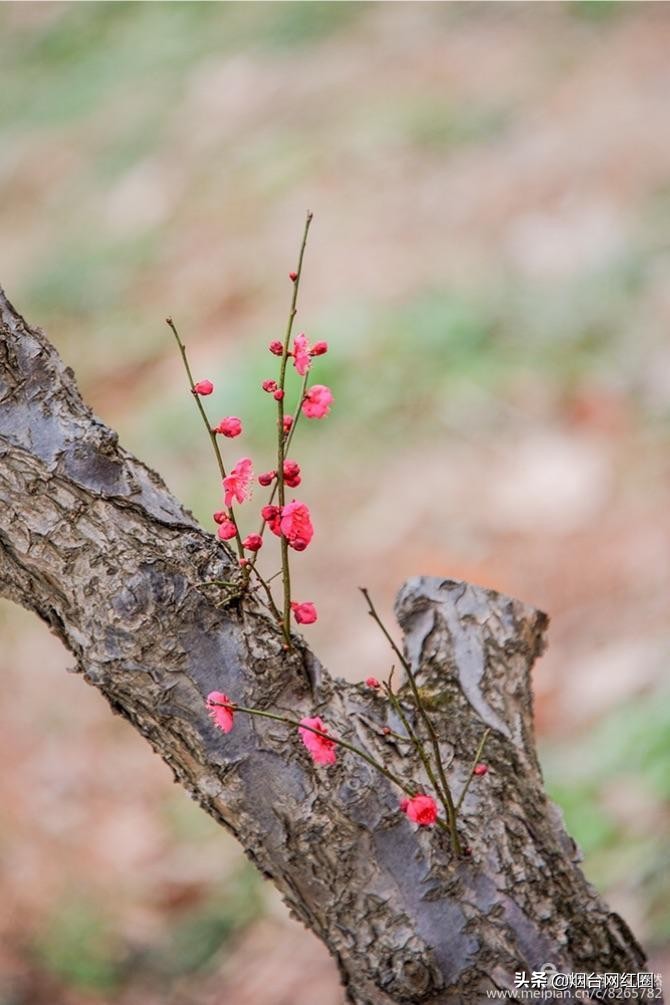 南京梅花山梅花开了吗,来南京梅花山赏梅花