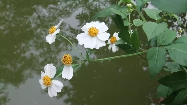 那些常见却叫不上名字的野花野草,常见的野花野草却是农家之宝