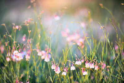 这18首诗真的太经典了,世界公认最美的十首诗