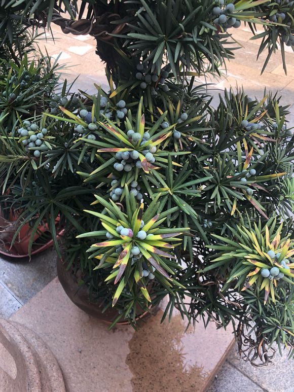 罗汉松叶子黄了怎么救活,罗汉松叶子发黄干枯是什么原因