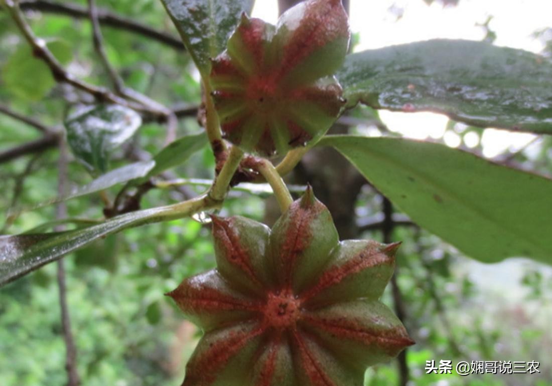 八角幼苗如何施肥,怎么种植八角成活率才高