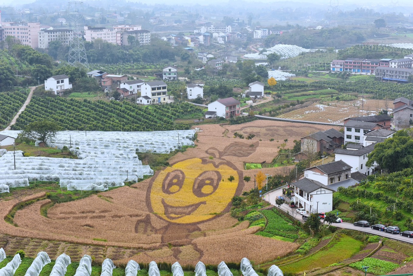 重庆市忠县柑橘园,柑橘之乡忠县