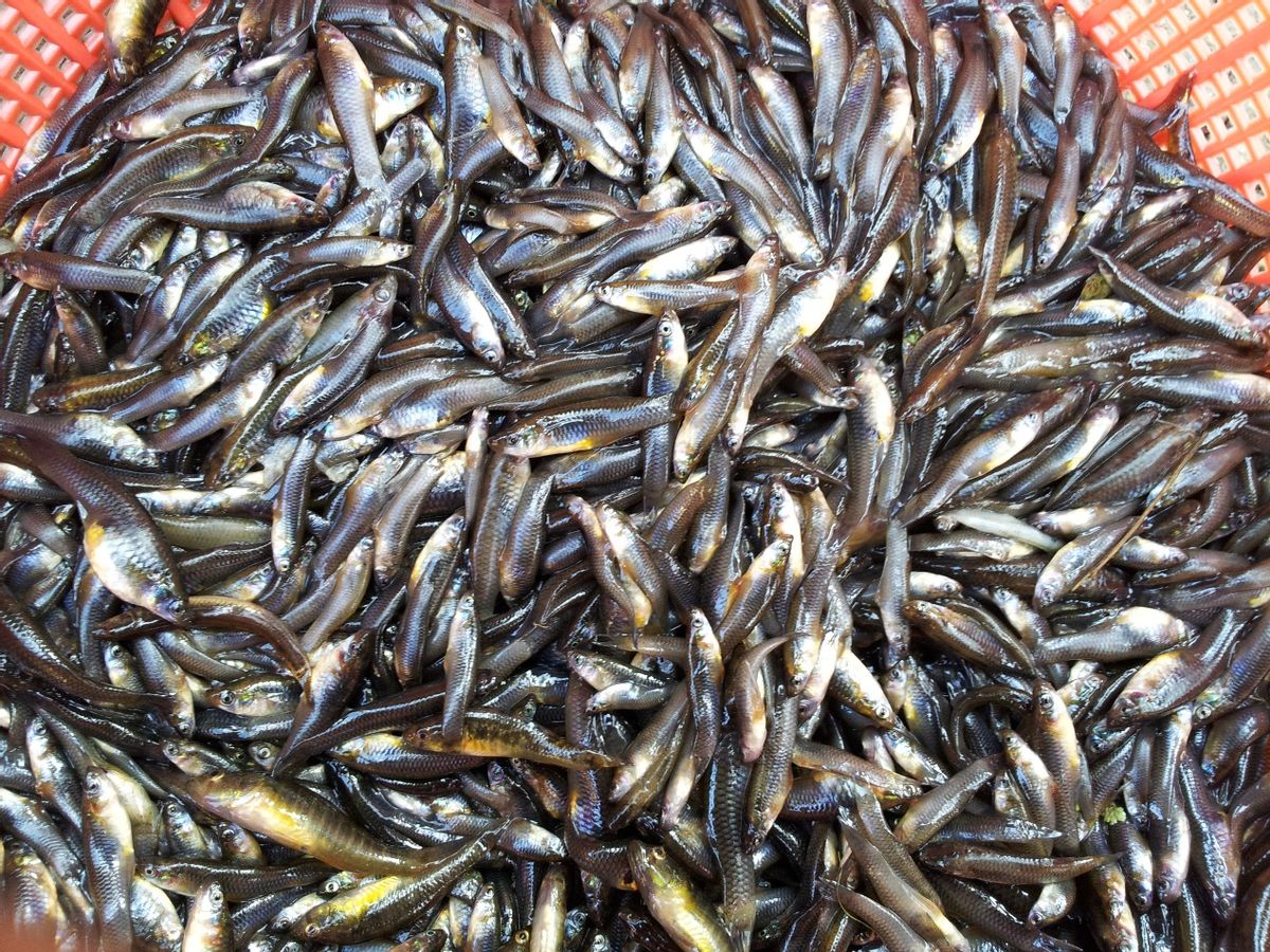 蚊子属于中国十大入侵物种吗,蚊子克星食蚊鱼