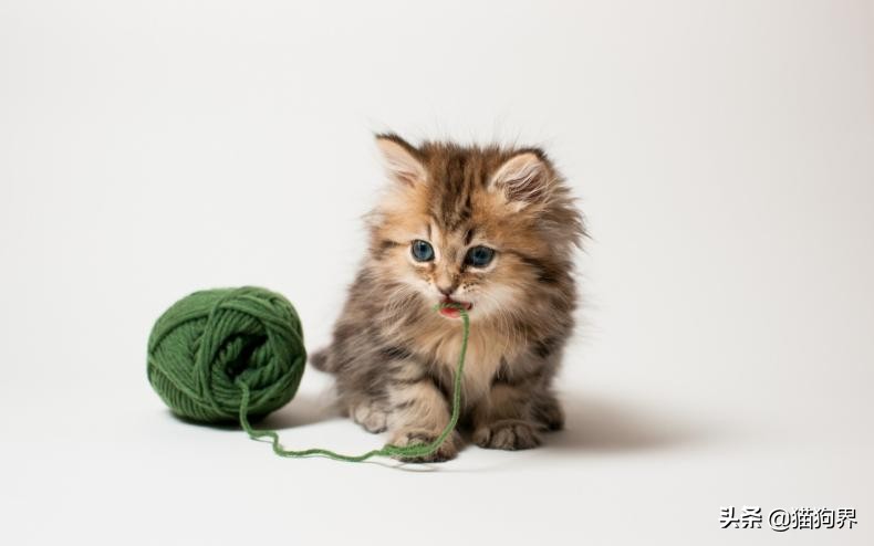 猫怎么体外驱虫驱跳蚤,猫咪按时驱虫还是有跳蚤怎么办