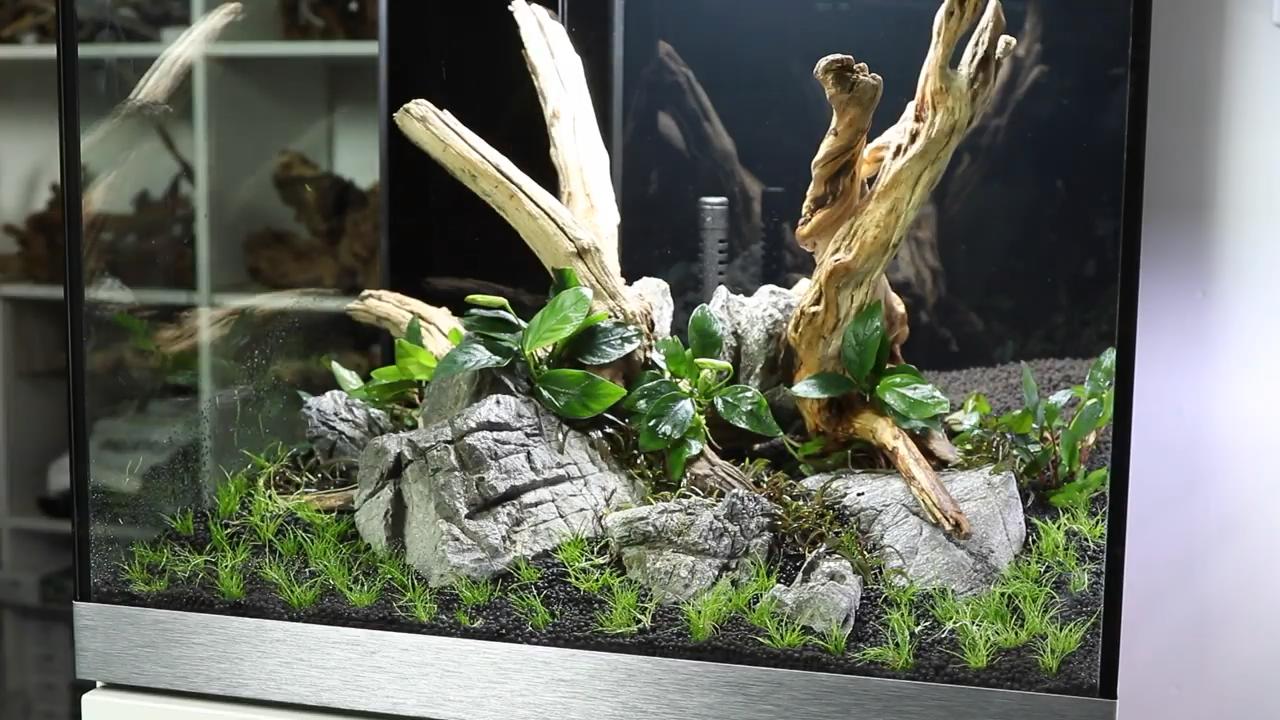 草缸造景如何栽水草,草缸造景怎么种水草种子