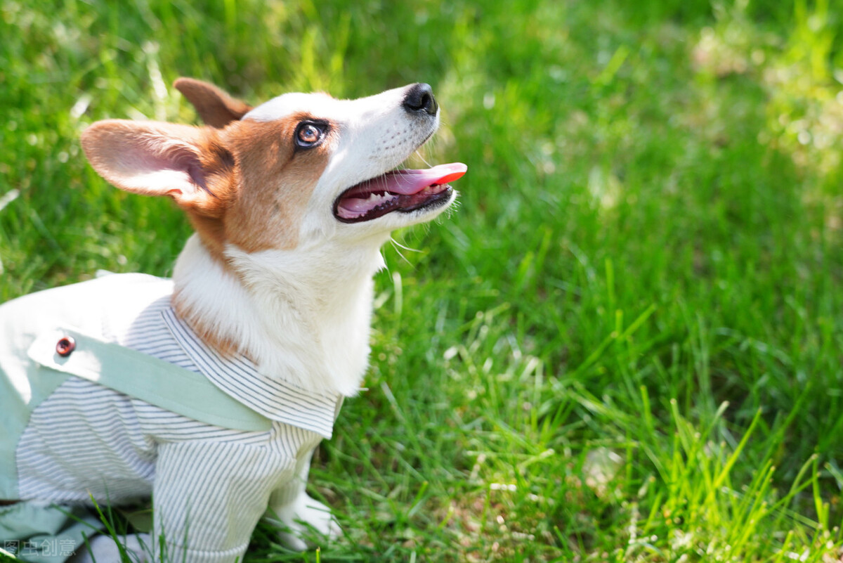 柯基犬的优点缺点有哪些,伊丽莎白女王的柯基犬怎么样了