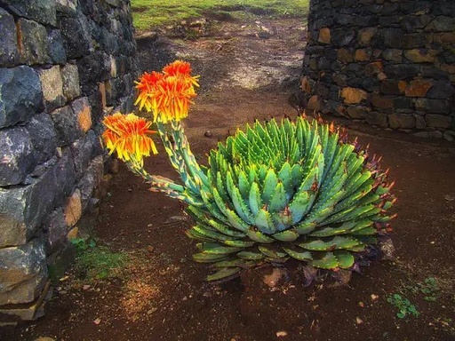 世界十大罕见花卉,世界名贵花卉高清大图